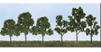 Deciduous Tree Pack -- 2-1/2 to 4-1/2"  6.4 to 11.4cm  pkg(40)