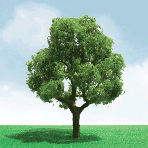 Deciduous Trees - Pro Elite -- 1-3/4 - 2"  1.5 - 5.1cm pkg(3)