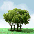 Privet Trees -- 1-3/4 - 2"  4.4 - 5.1cm Tall pkg(3)-1