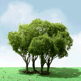 Privet Trees -- 1-3/4 - 2"  4.4 - 5.1cm Tall pkg(3)-1