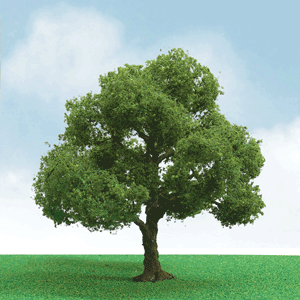 Elder Trees - Pro Elite -- 1-3/4 - 2"  1.5 - 5.1cm pkg(3)
