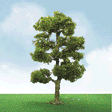 Downy Birch Trees - Pro Elite -- 2 to 2-1/4"  5.1 to 5.7cm pkg(3)