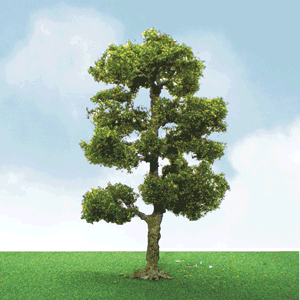 Downy Birch Trees - Pro Elite -- 2 to 2-1/4"  5.1 to 5.7cm pkg(3)