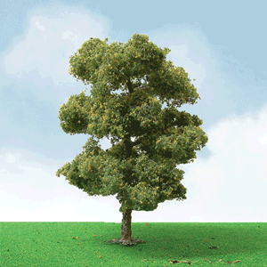 European Plane Trees - Pro Elite -- 2 - 2-1/4"  5.1 - 5.7cm pkg(3)