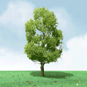 Birch Trees - Pro Elite -- 2 - 2-1/4"  5.1 - 5.7cm pkg(3)