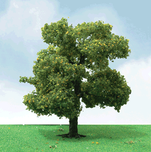 Sycamore Trees - Pro Elite -- 2 - 2-1/4"  5.1 - 5.7cm pkg(3)