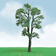 Maple Trees - Pro Elite -- 2 to 2-1/4"  5.1 to 5.7cm pkg(3)
