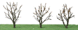 Tree w/Dry Foliage (Late Fall) -- 2 - 2-1/4"  5.1 x 5.7cm pkg(3)
