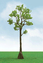 Pro-Elite Series Tree -- Cypress 5 to 5-1/2"  12.7 to 14cm Tall pkg(2)