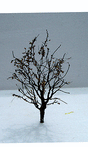 Tree w/Dry Foliage (Late Fall) -- 3-1/2 to 4"  8.9 to 10.2cm pkg(2)
