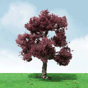 Copper Beech Trees - Pro Elite -- 5-1/2"  14cm