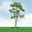 Gum Trees - Pro Elite -- 8"  20.3cm