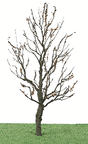 Tree w/Dry Foliage (Late Fall) -- 6"  15.2cm