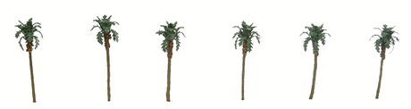 Palm Trees - Professional Series -- 1-1/2"  3.8cm pkg(6)