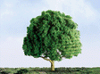 Oak Trees - Professional Series -- 1-1/2"  3.8cm pkg(4)