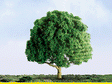 Oak Trees - Professional Series -- 3"  7.6cm Tall pkg(2)