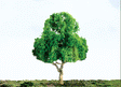 Deciduous Trees - Professional Series -- 1-1/2"  3.8cm pkg(4)