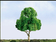 Deciduous Trees - Professional Series -- 3"  7.6cm pkg(2)