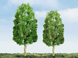 Sycamore Trees - Professional Series -- 2"  5.1cm pkg(4)