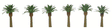 Professional Series Phoenix Palm Trees -- 1-1/2"  3.8cm Tall pkg(6)
