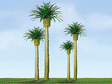 Professional Series Phoenix Palm Trees -- 3"  7.6cm Tall pkg(3)