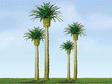 Professional Series Phoenix Palm Trees -- 4"  10.2cm Tall pkg(2)