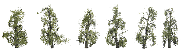 Birch Trees - Professional Series -- 1-1/2"  3.8cm pkg(6)