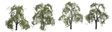 Ash Trees - Professional Series -- 1-1/2"  3.8cm Tall pkg(4)