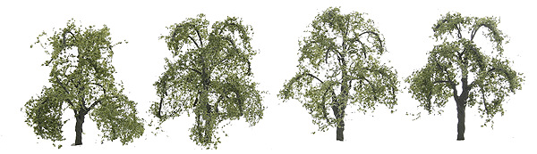 Ash Trees - Professional Series -- 1-1/2"  3.8cm Tall pkg(4)
