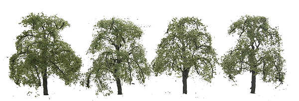 Professional Series Ash Trees -- 2"  5.1cm Tall pkg(4)