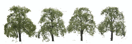 Professional Series Ash Trees -- 2"  5.1cm Tall pkg(4)