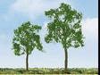 Professional Series Ash Trees -- 3"  7.6cm Tall pkg(2)