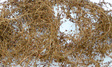 Dry Vines (Dead Foliage) -- .35oz  10g