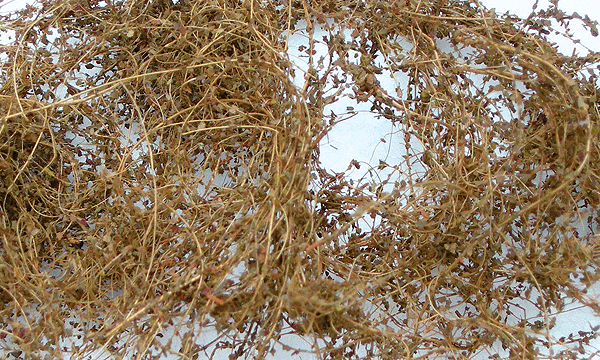 Dry Vines (Dead Foliage) -- .35oz  10g