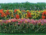 Flower Hedges - 5 x 3/8 x 5/8"  12.7 x 1 x 1.6cm pkg(8) -- Red, Pink, Yellow & Purple-1