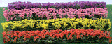 Flower Hedges - 5 x 3/8 x 5/8"  12.7 x 1 x 1.6cm pkg(8) -- Green & Assorted Blossom Blended-1