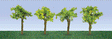 Grape Vines -- 7/8"  2.2cm Tall pkg(24)