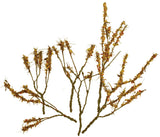 Foliage Branches - 1-1/2 to 3"  3.8 to 7.6cm pkg(60) -- Dry Leaves-2