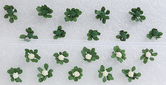 Broccoli & Cauliflower -- 3/8"  1cm Tall pkg(20)