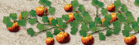 Pumpkins -- 1-3/8"  3.5cm Long pkg(6)-1