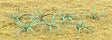 Ferns -- 5/8"  1.6cm Wide pkg(12)