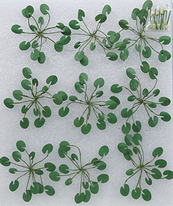 Lily Pads -- 1-1/2"  3.8cm Wide pkg(9)