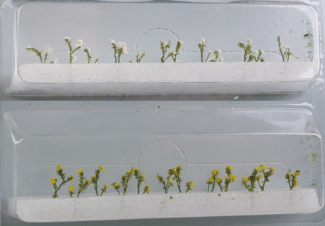 Daisies -- 1/2"  1.3cm Tall pkg(24)