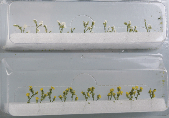 Daisies -- 1/2"  1.3cm Tall pkg(24)