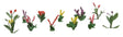 Assorted Flower Plants -- Set #4 pkg(10)