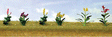 Assorted Flower Plants -- Set #4 pkg(10)