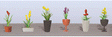 Assorted Potted Flower Plants -- Set #2 pkg(6)