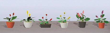Assorted Potted Flower Plants -- Set #3 pkg(6)