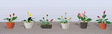 Assorted Potted Flower Plants -- Set #3 pkg(6)