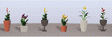 Assorted Potted Flower Plants -- Set #4 pkg(6)